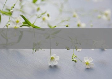 6元孟菲斯香烟批发渠道